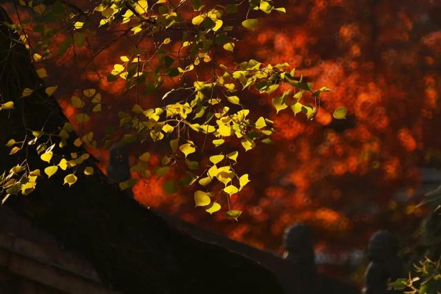 红的黄的绿的！天气这么好，来这些地方看看闵行的秋天吧~