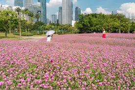 多图 | 秋天的花城姹紫嫣红，广州你是懂浪漫的！宏城公园“上新”千日红，龙潭站花园一片梦幻紫图片