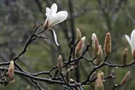 上海市花开了！近6年最晚一次，“急先锋”也要看天气脸色图片