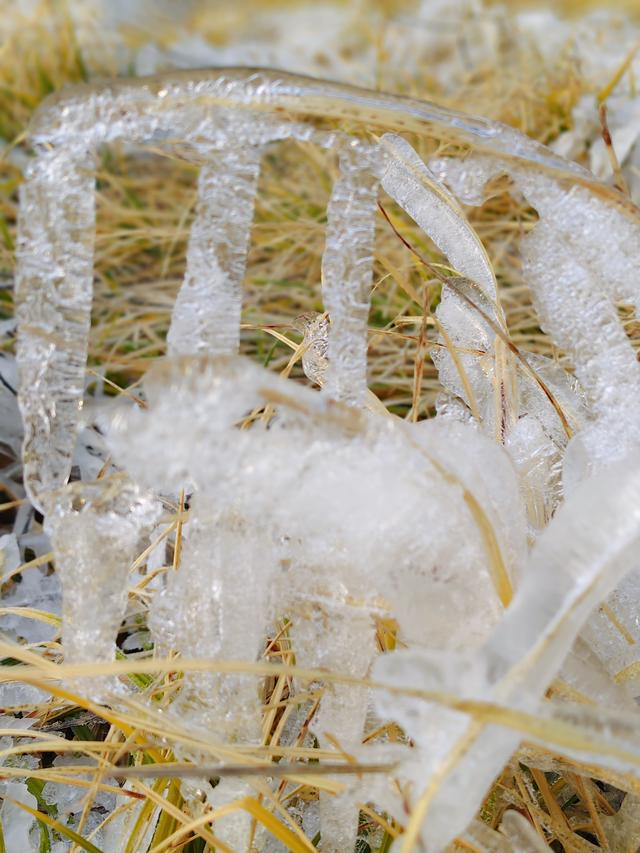 一亩园冬韵：湖漾冰凝冬生趣，花草霜缀笑含春