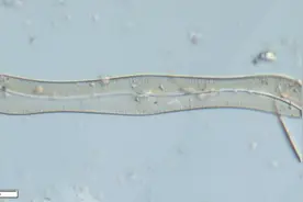 崇明水生生物“家谱”再添新丁！调查团队解锁新记录物种图片