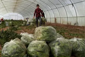伽师县：春天的第一茬拱棚菠菜丰收了！图片