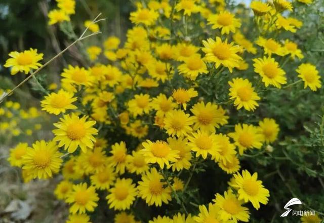 组图丨一大波美图来袭！泰山景区9个赏秋地超出片