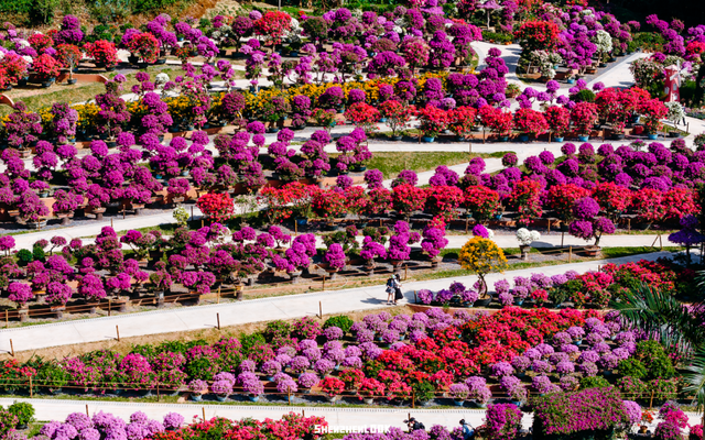 挤爆莲花山！深圳20万m²超大型花展，今天开始