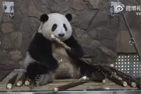 热搜！大熊猫“花花”除夕夜被遗忘外场，官方最新回应图片
