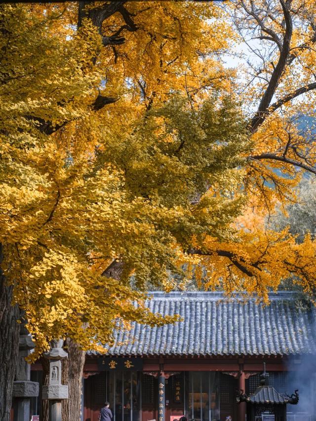 周末走起！济南有处“私藏秘境”：二重金色，千年之约！古银杏树+古刹，美出静谧诗意~~