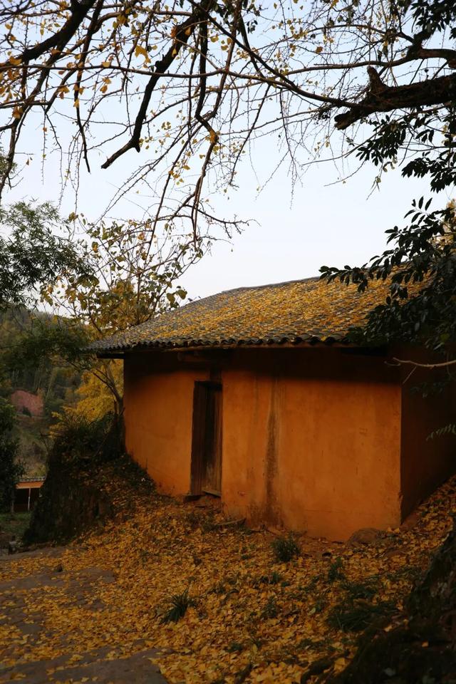 高岭宿集・赴一场银杏的金色邀约