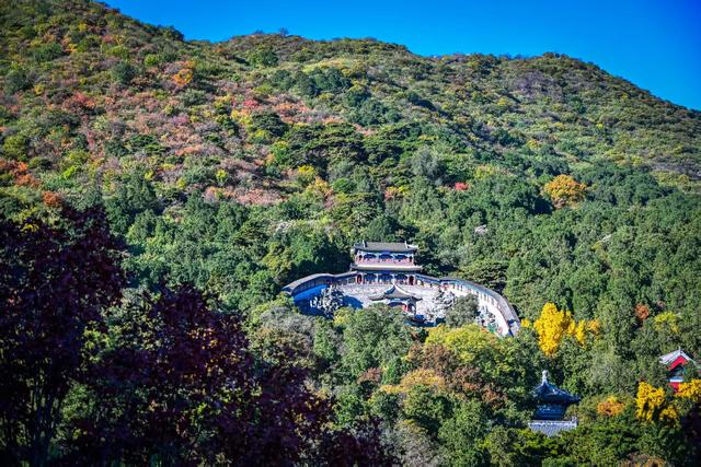 香山赏红迎来最高峰！无特殊天气彩叶还将持续一周