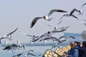海勃湾区：候鸟翩跹踏春归图片