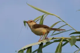 湖北孝南：独恋爱巢家味浓——纯色山鹪莺图片