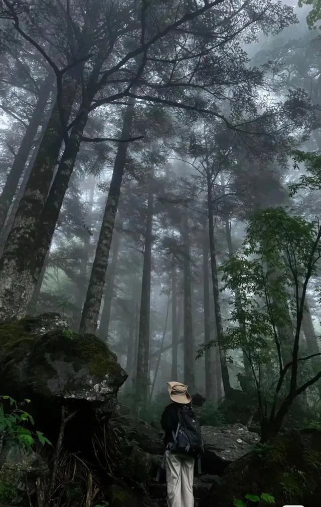 在雨中的神农架，遇见云山雾海、迷雾森林
