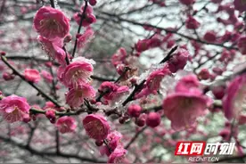傲雪寒梅 惹人怜爱图片
