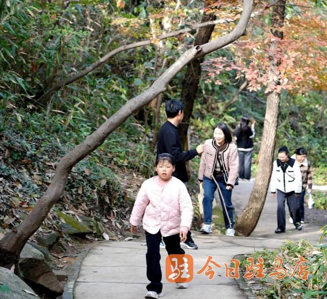 初冬金顶山：红叶染层林 漫山披盛装