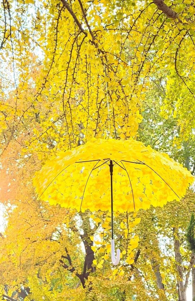 全网刷屏的“银杏伞”，南京也有！