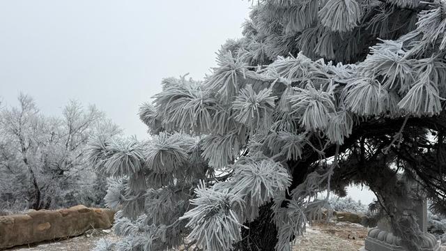雾凇漫岭 鲁山今冬首场雾凇奇观登场