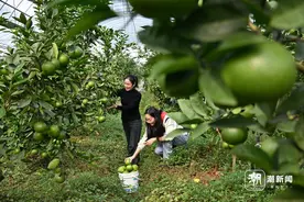 金秋十月丰收季 葡萄柚成熟上市图片