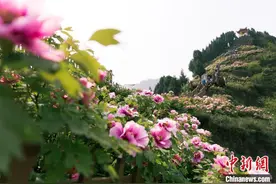 （走进中国乡村）重庆垫江牡丹芍药香飘海外图片