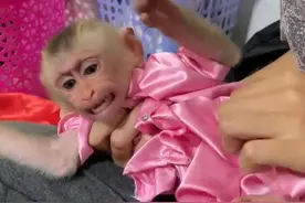 你迷恋的猴子表情包，可能涉嫌虐待动物图片