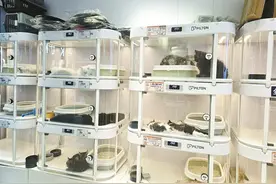 宠物“领养”陷阱：“免费”变成“宠物贷”？图片