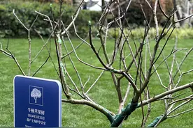 “砸”出万有引力灵感的“牛顿苹果树”，落户上海科学会堂图片