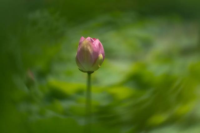 四时天工 扬州如画