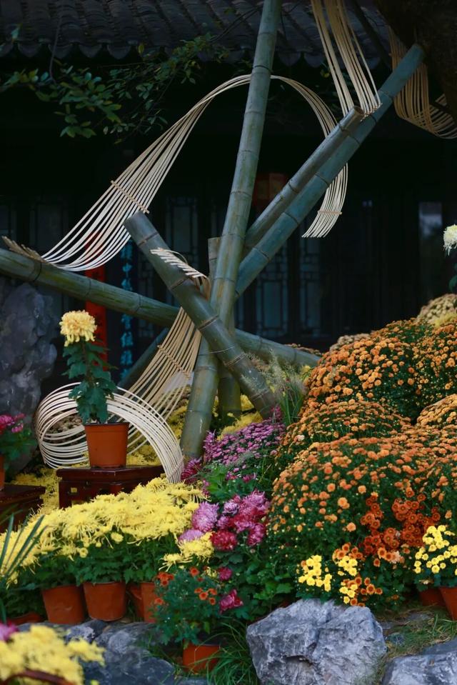 秦淮花事 | 甘熙宅第赏菊正当时（文末有彩蛋）