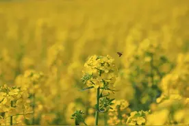 科技赋能 观山湖油菜花海的“免疫系统”升级记图片