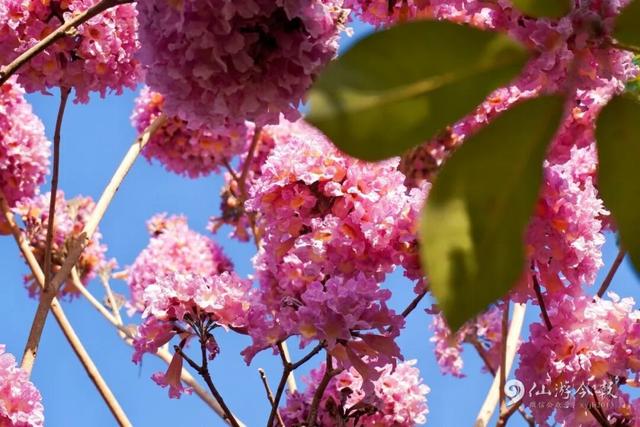 超出片！仙游这个公园，梦幻紫花风铃木盛放！