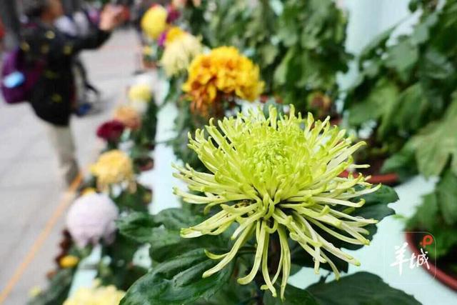 广州文化公园第66届“羊城菊会”周末迎最佳观赏期，将延展至12月上旬