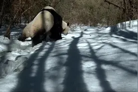 求偶过程超过2小时！四川雅安拍到两只大熊猫求偶影像，将进行样本检测确定身份图片