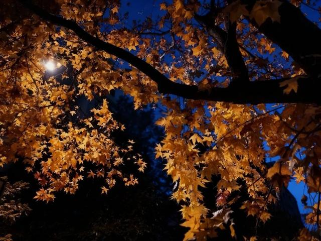 秋天的陇南，有什么好看的？