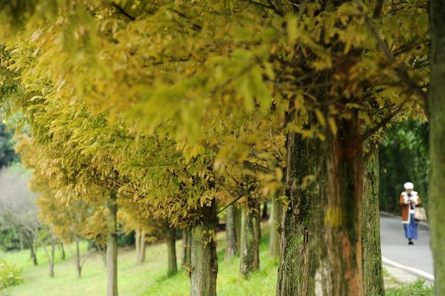 贵阳:花溪十里河滩深秋景色美