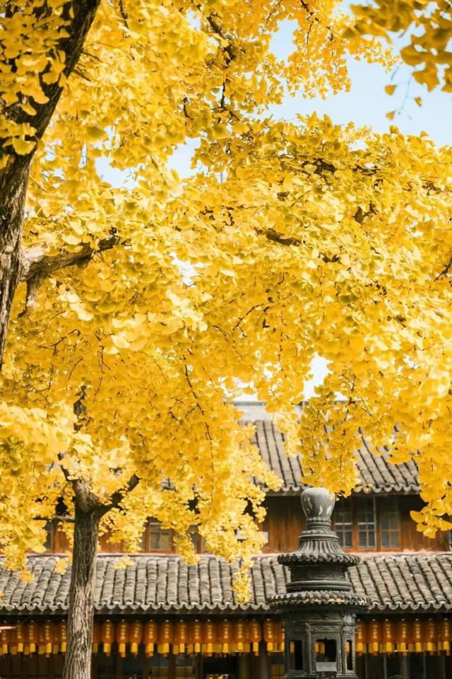 上海顶级秋景！藏着传统中国色→