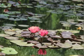 睡莲已“醒”！这份青岛夏日赏莲乘车攻略请收好图片