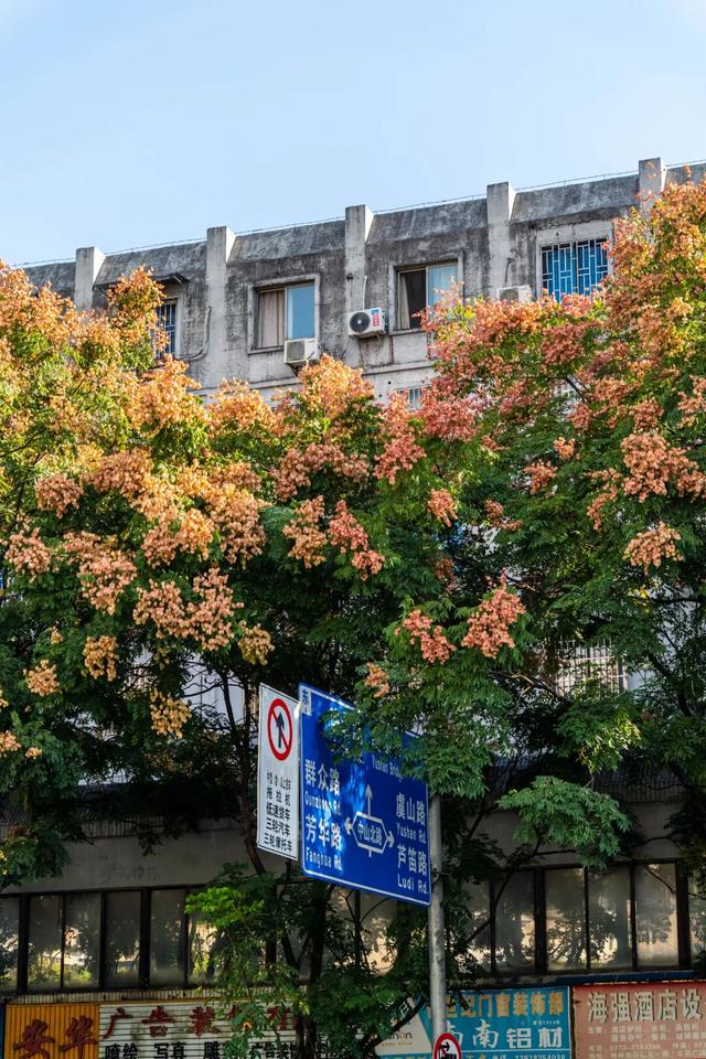 秋分至！桂林即将进入 “颜值巅峰期”，这些家门口的秋日盛景别错过！