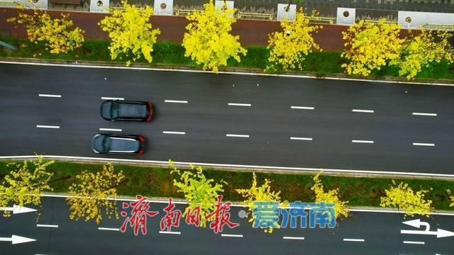 一年四季 泉在济南丨秋雨润泉城 新泺大街金甲披身入画来