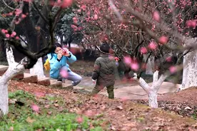春节游湖南⑦|看梅花、茶花去！省植物园世界名花生态文化节·冬之韵开幕图片