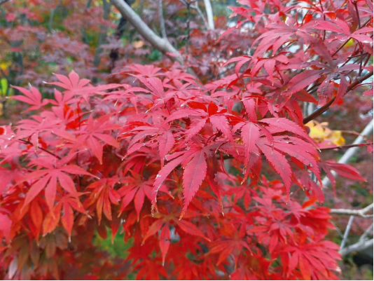 畅游青岛 文明相伴｜山海披红装，崂山进入高饱和度的秋天！