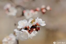 春天花“卉”开 繁花似锦引客来图片