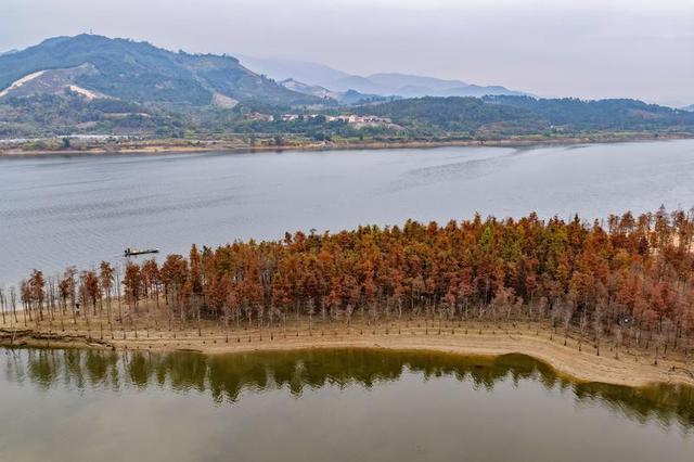 红红火火！这幅八闽“杉”水画等你细细品