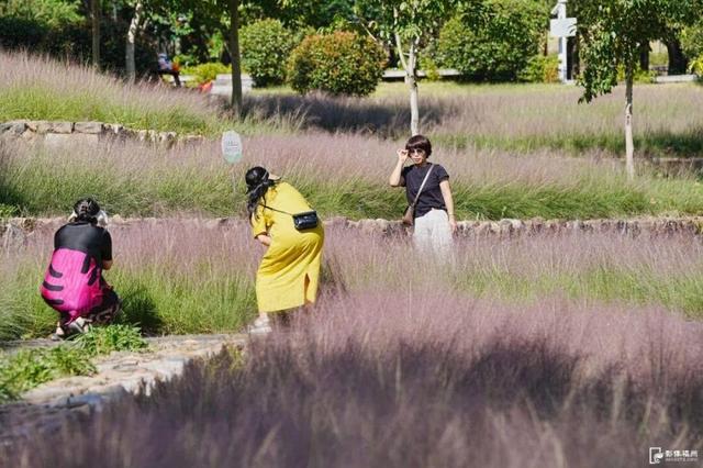 成片粉黛乱子草花海梦幻上线！这些公园火了！