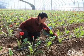 “村民有多少，客户收多少！” 非洲菊绽放乡村致富路图片