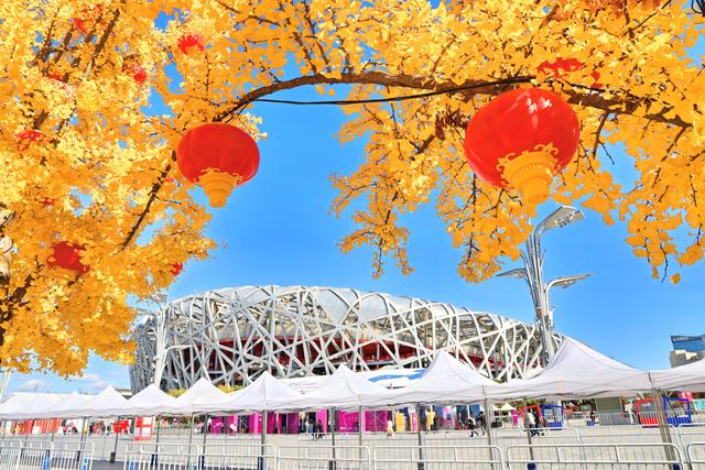 北京：银杏金黄秋意浓