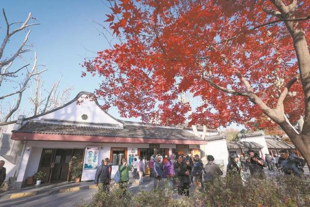 沪上公园层林尽染背后有更吸引人的故事——公园情绪价值：让“赏景”变“享景”