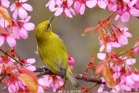 可爱！鸟语花香四个字有画面了图片