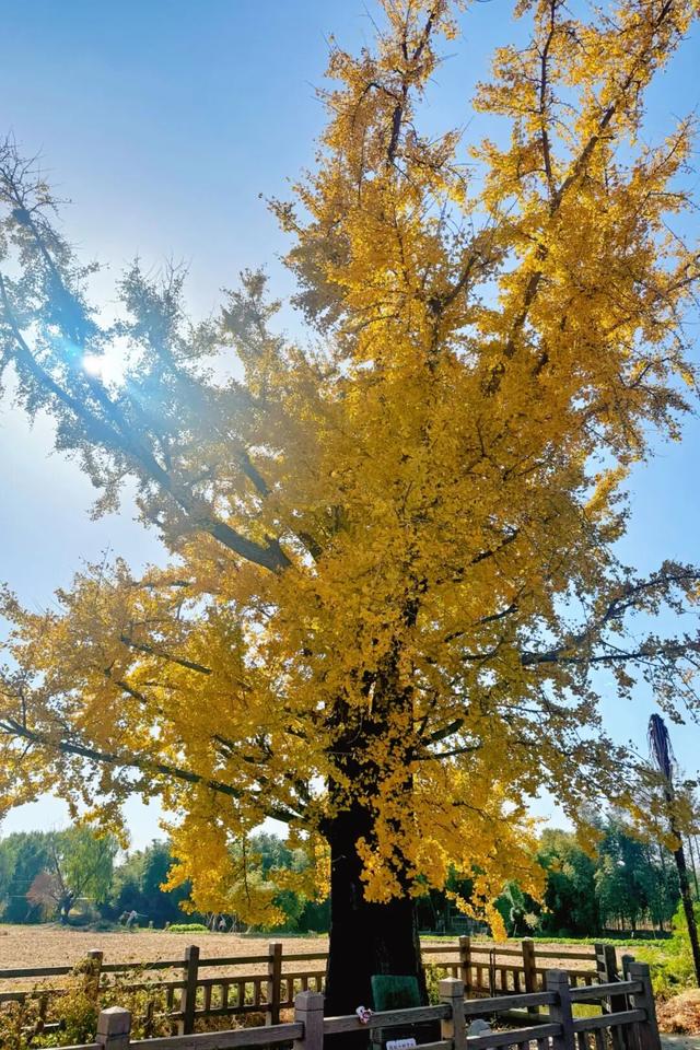 金山这些地方“含金量”满满，再不去等明年…