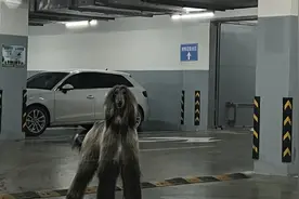杭州女子在小区车库遇1米多高阿富汗猎犬，一家三口不敢下车，城管：该区域禁养此犬图片