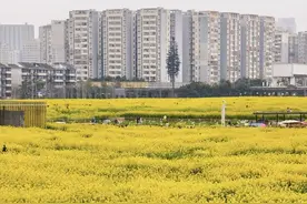 成都年轻人地铁站口“追油菜花” 收费摄影一个周末最高赚3000元图片