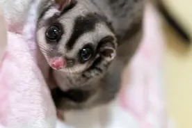 乘客带宠物蜜袋鼯上飞机被行拘 专家解析：属扰乱行为，还应承担民事责任图片