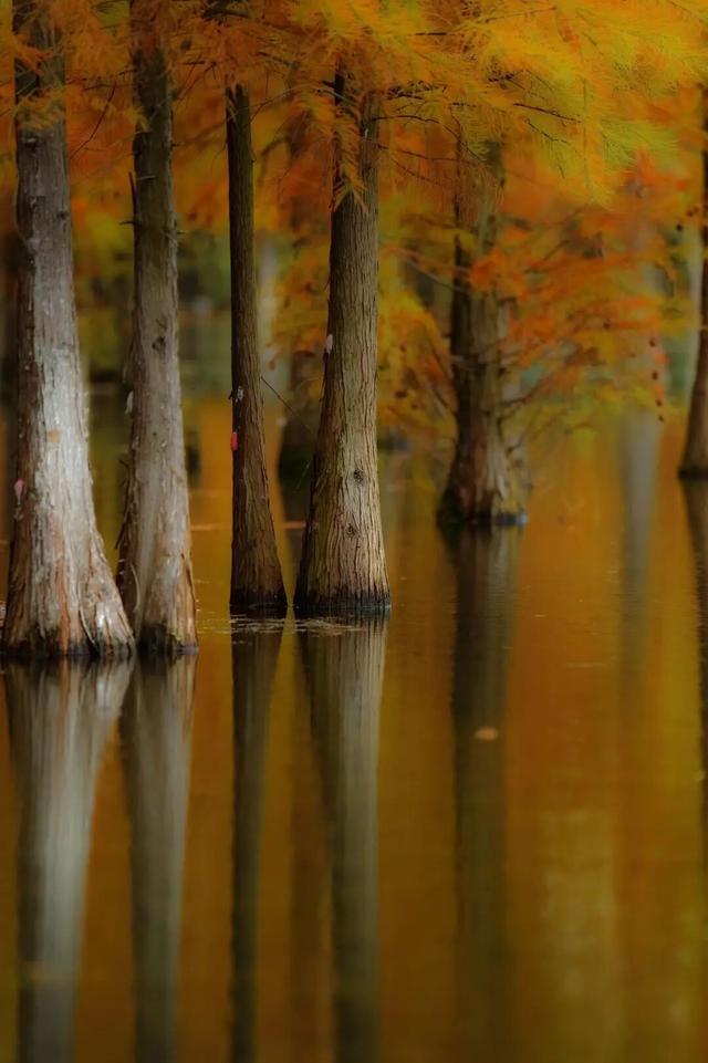 成都限定红！水杉最美季节上线，赶紧打卡！